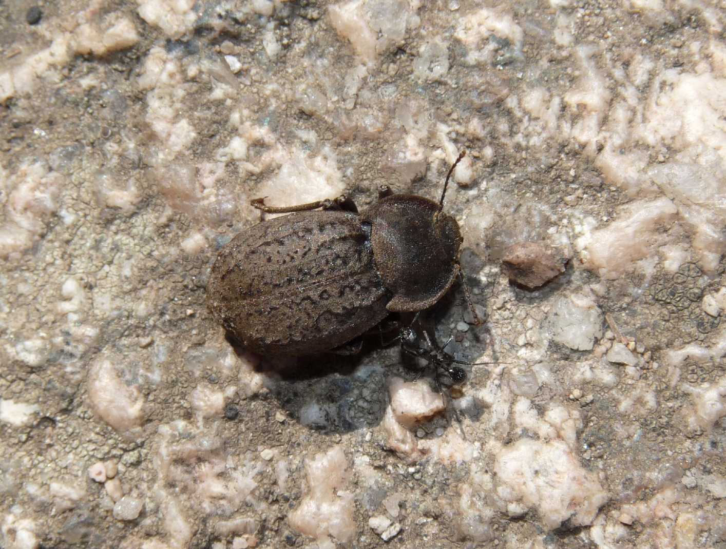 Asida